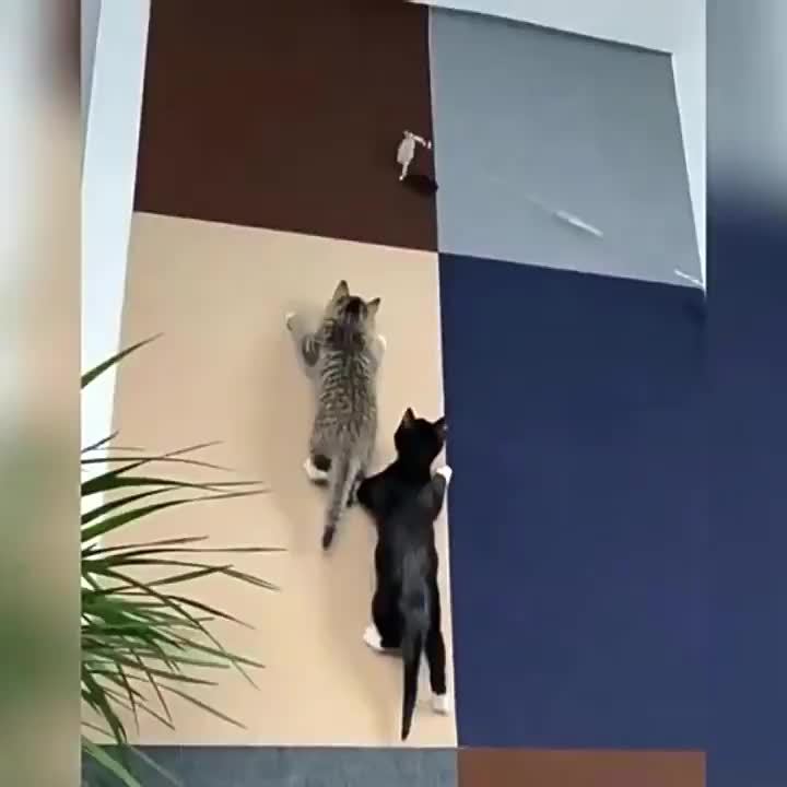 Durable Cat Scratching Pad - Self-Adhesive, Scratch-Resistant Felt Mat for Walls and Furniture, Ideal for Cats, Polyester Material - Multi-Size Pack